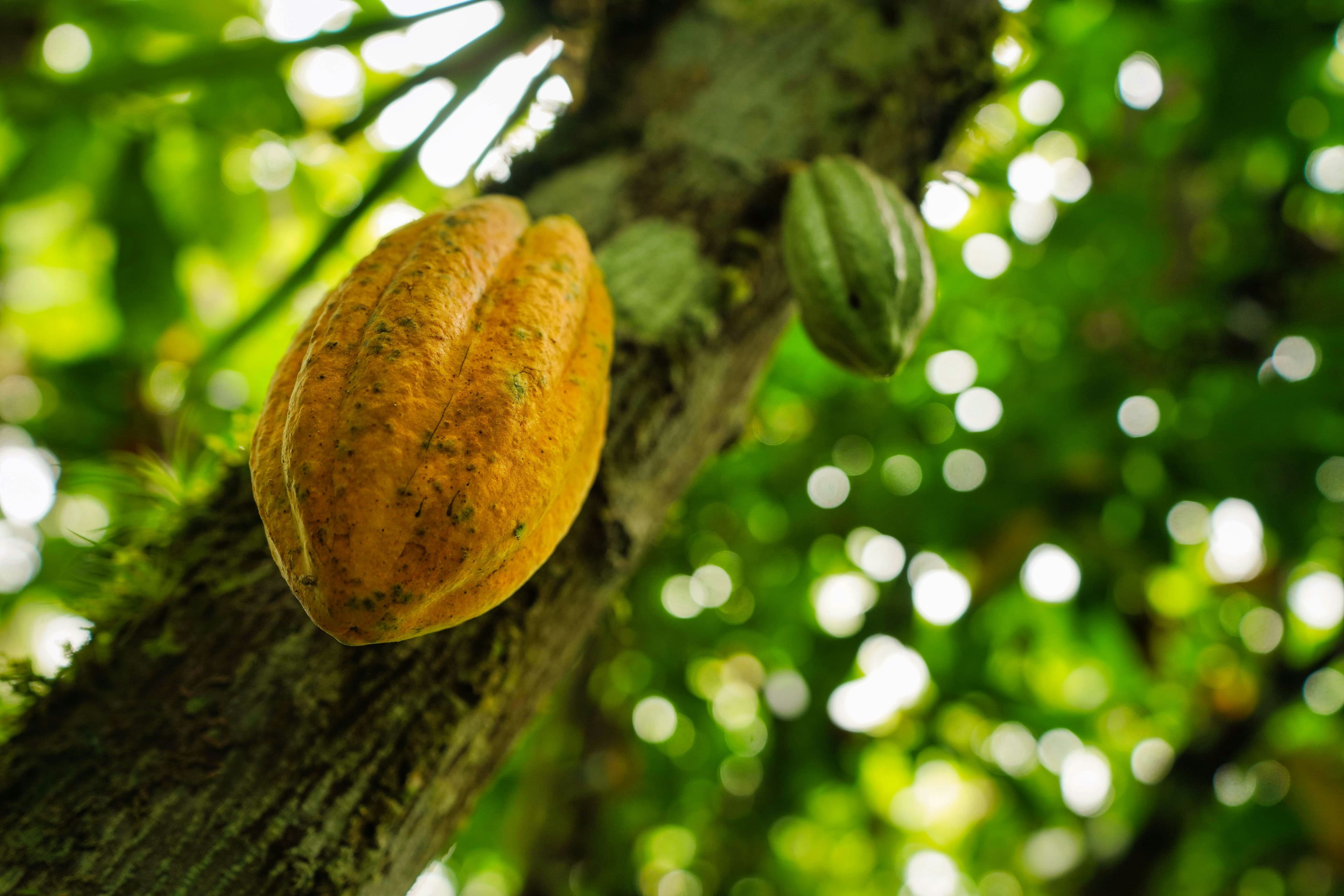 Cocoa farm in Ghana