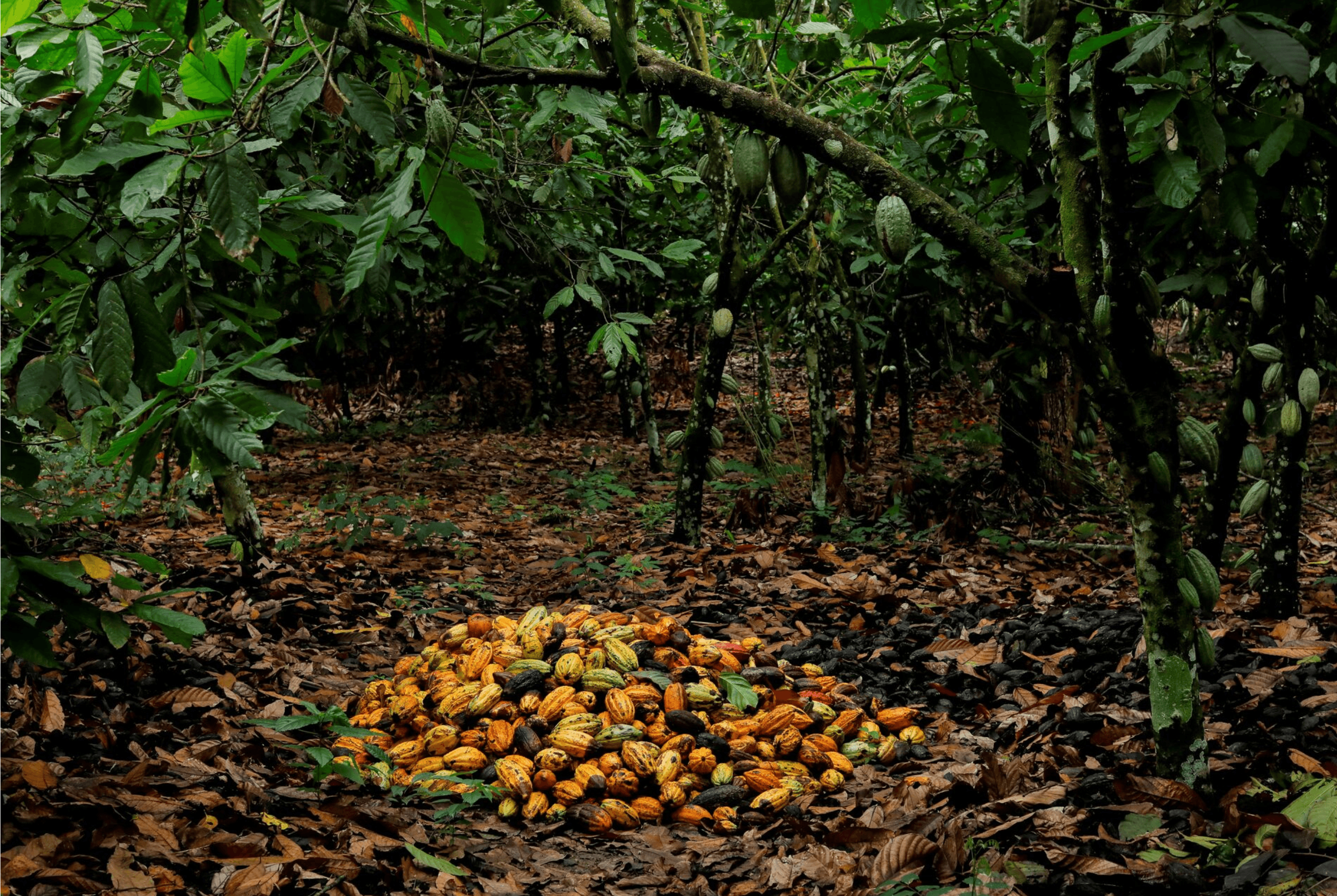 Favour 01 Limited - Cocoa farming